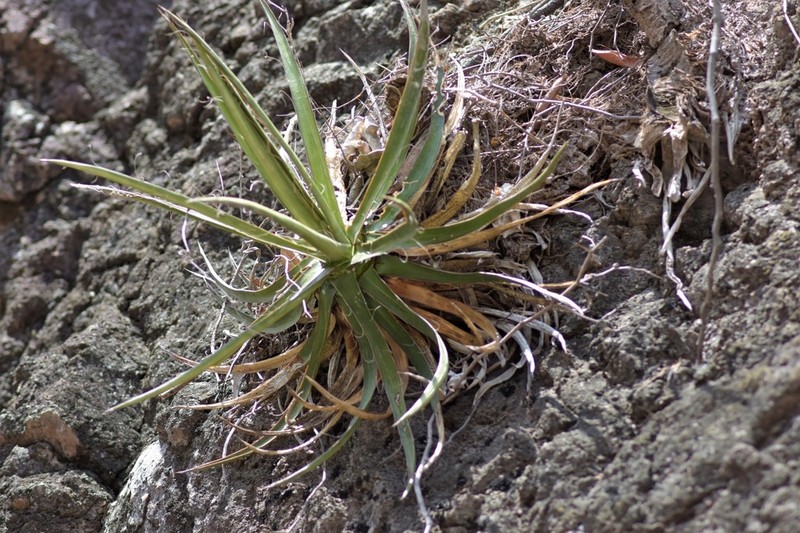 Agave mayo photo 3