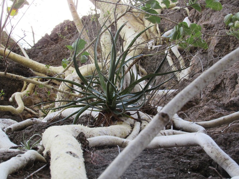 Agave mayo photo 4