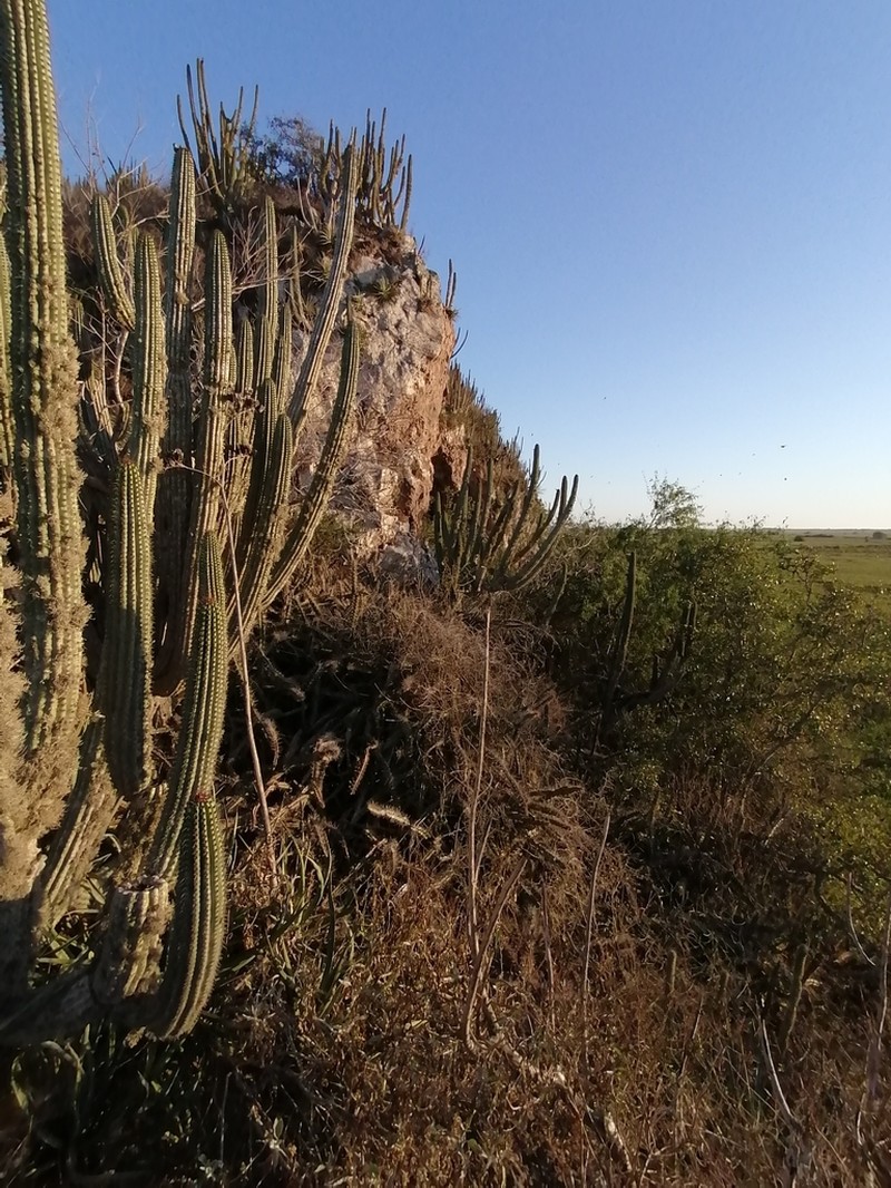 Agave mayo photo 5