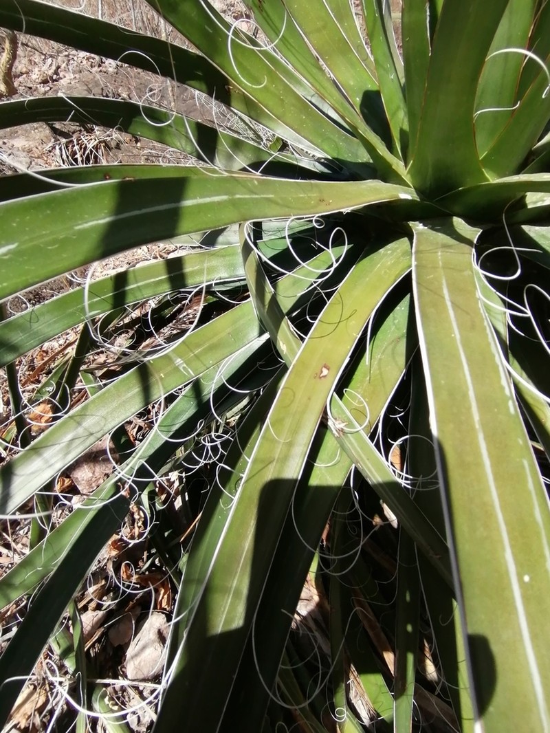 Agave mayo photo 6