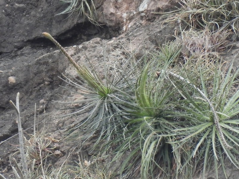 Agave mayo photo 7