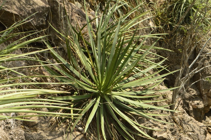 Agave mayo photo 8