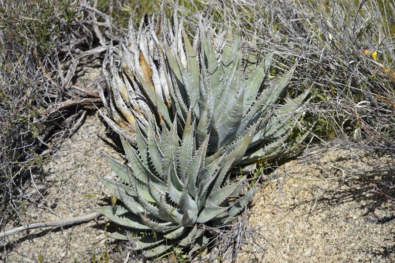 Agave mckelveyana photo 2