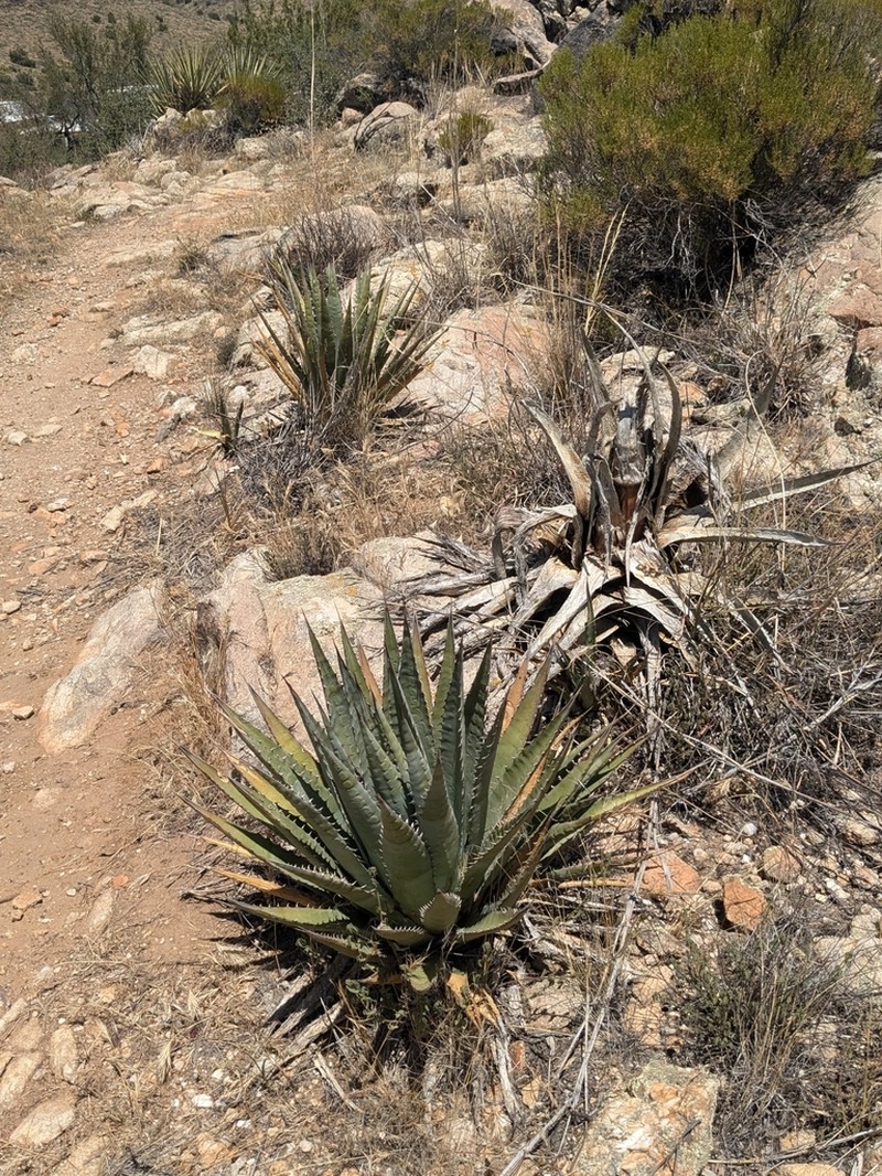 Agave mckelveyana photo 3