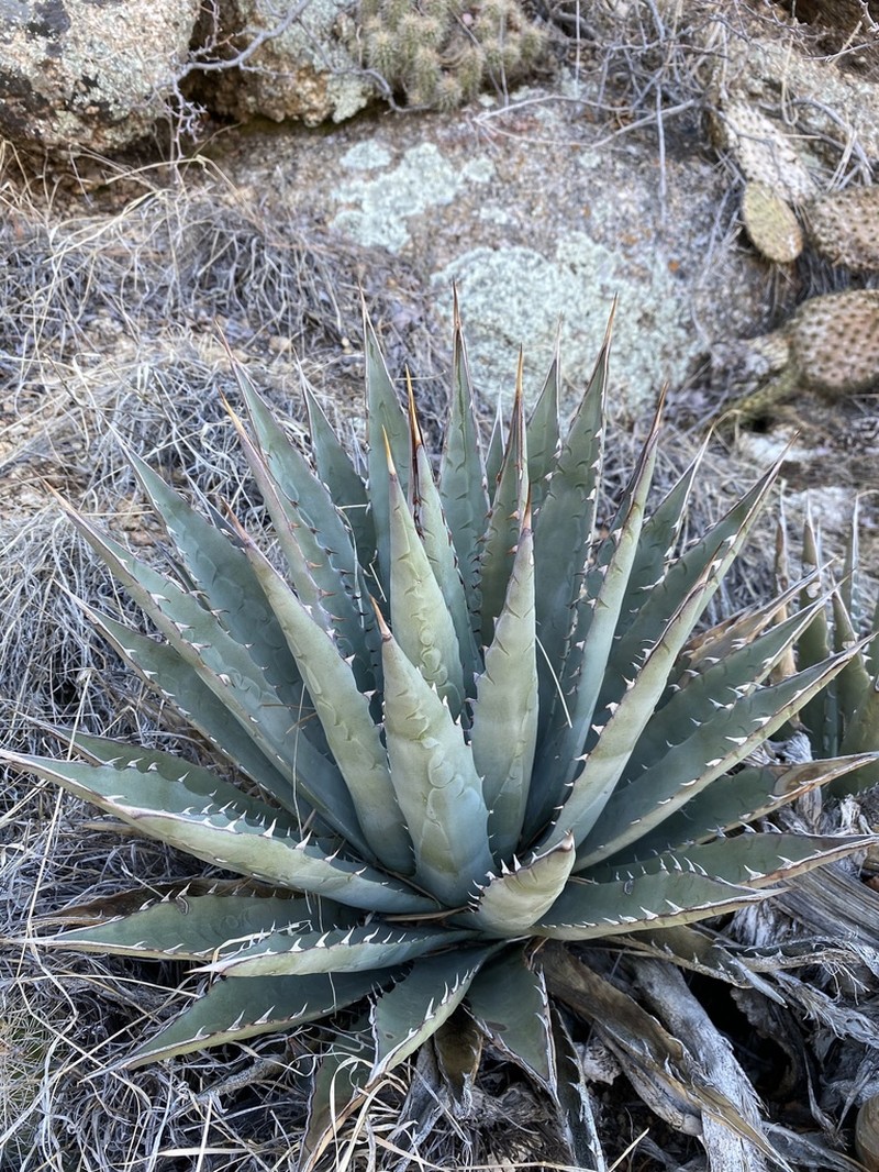 Agave mckelveyana photo 4