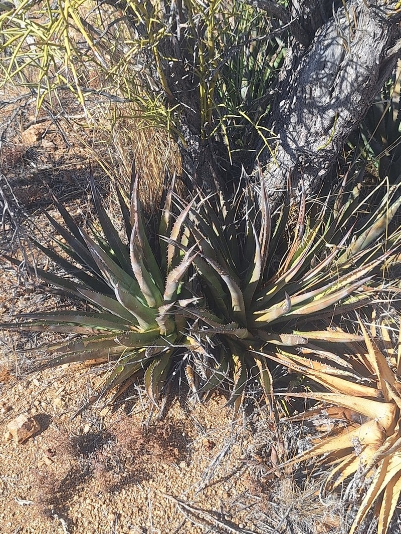 Agave mckelveyana photo 5
