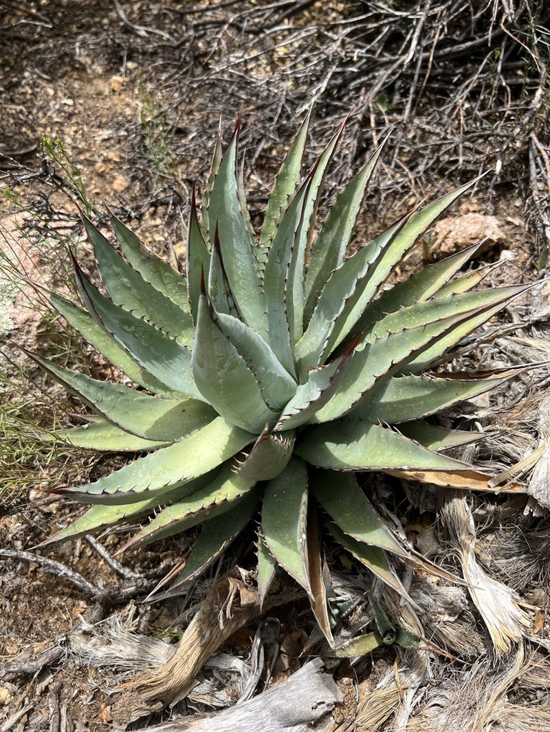 Agave mckelveyana photo 6