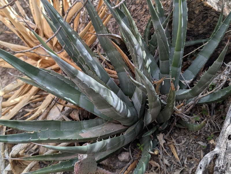Agave mckelveyana photo 7