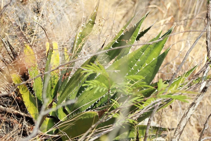 Agave megalodonta photo 3