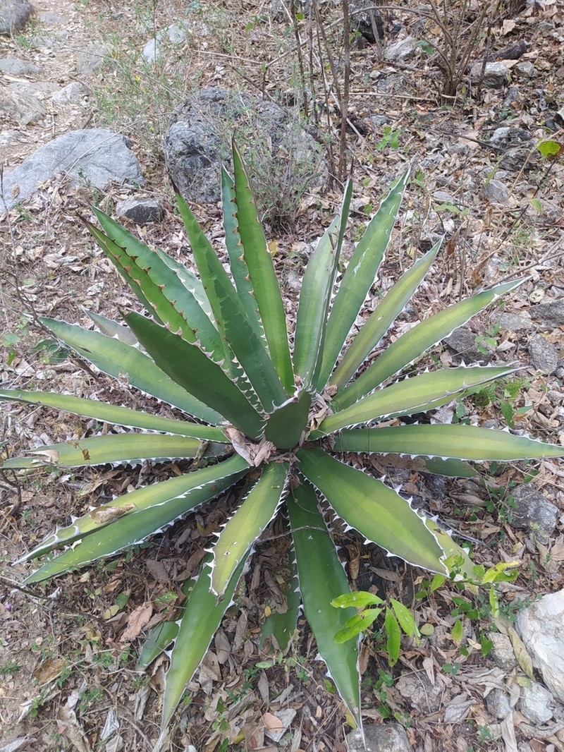 Agave megalodonta photo 4