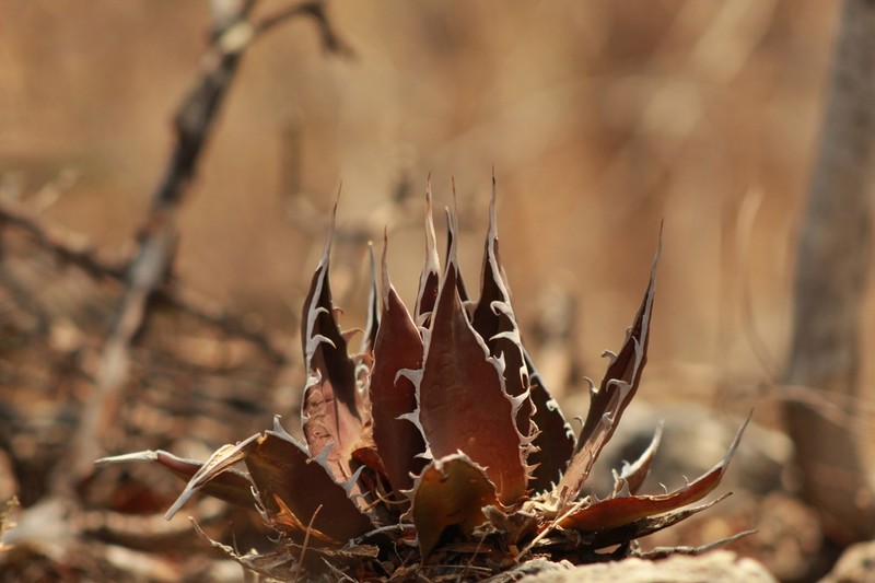 Agave megalodonta photo 2