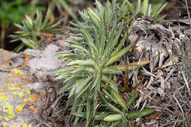 Agave microceps photo 2