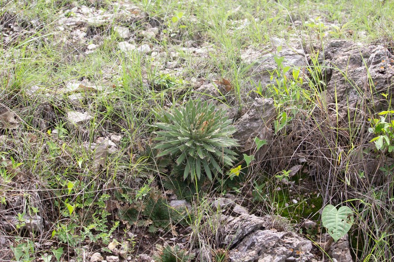 Agave microceps photo 3