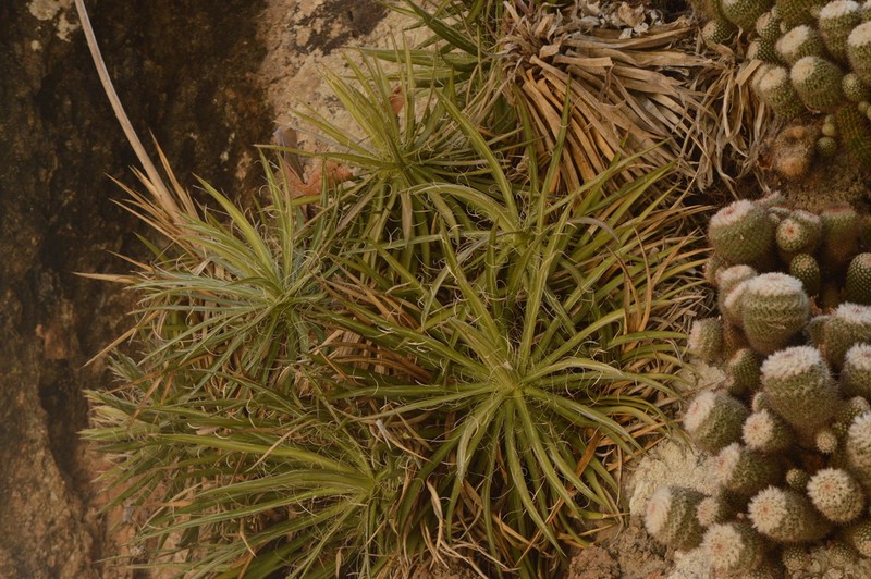 Agave microceps photo 4