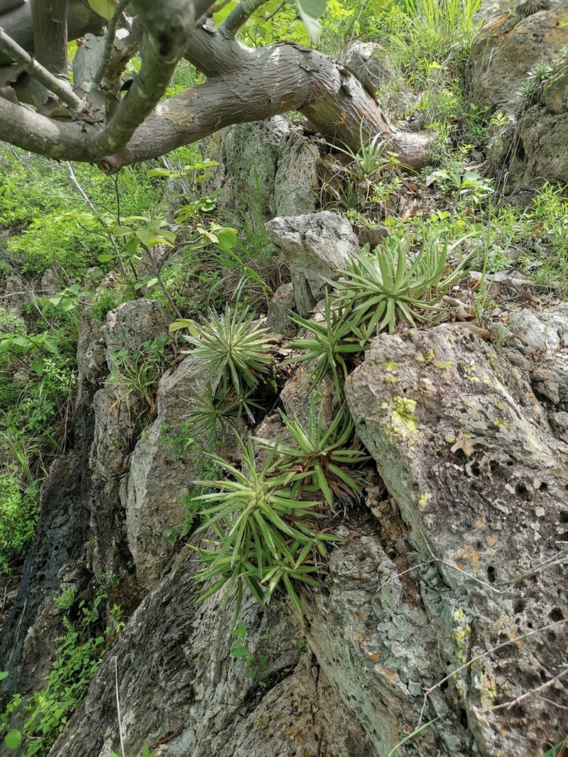Agave microceps photo 5