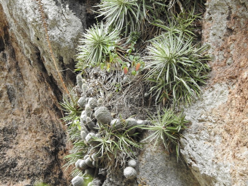 Agave microceps photo 6