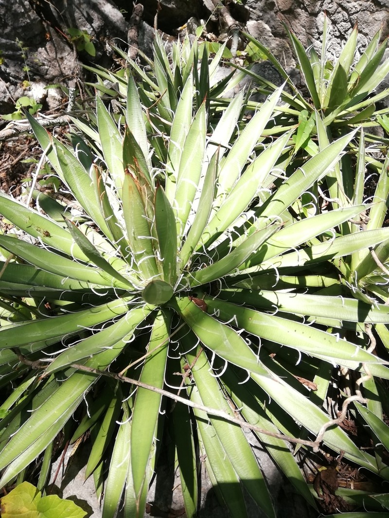 Agave microceps photo 7