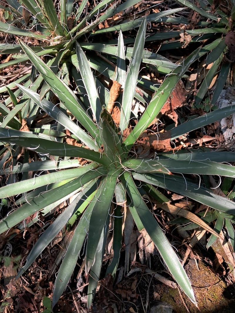 Agave microceps photo 8