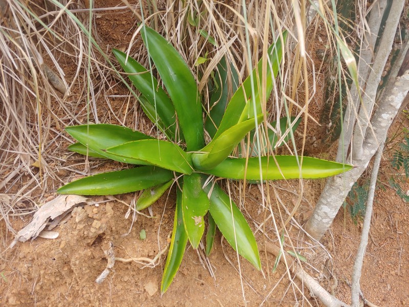 Proctor's Agave photo 2