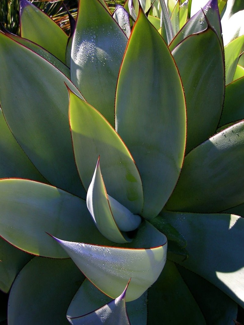 Agave mitis