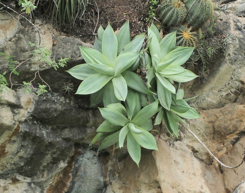 Agave mitis photo 2
