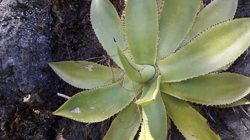 Agave mitis photo 3