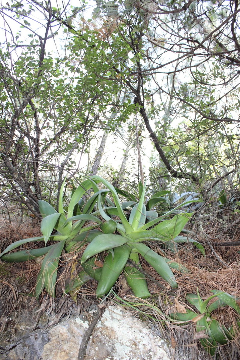 Agave mitis photo 4