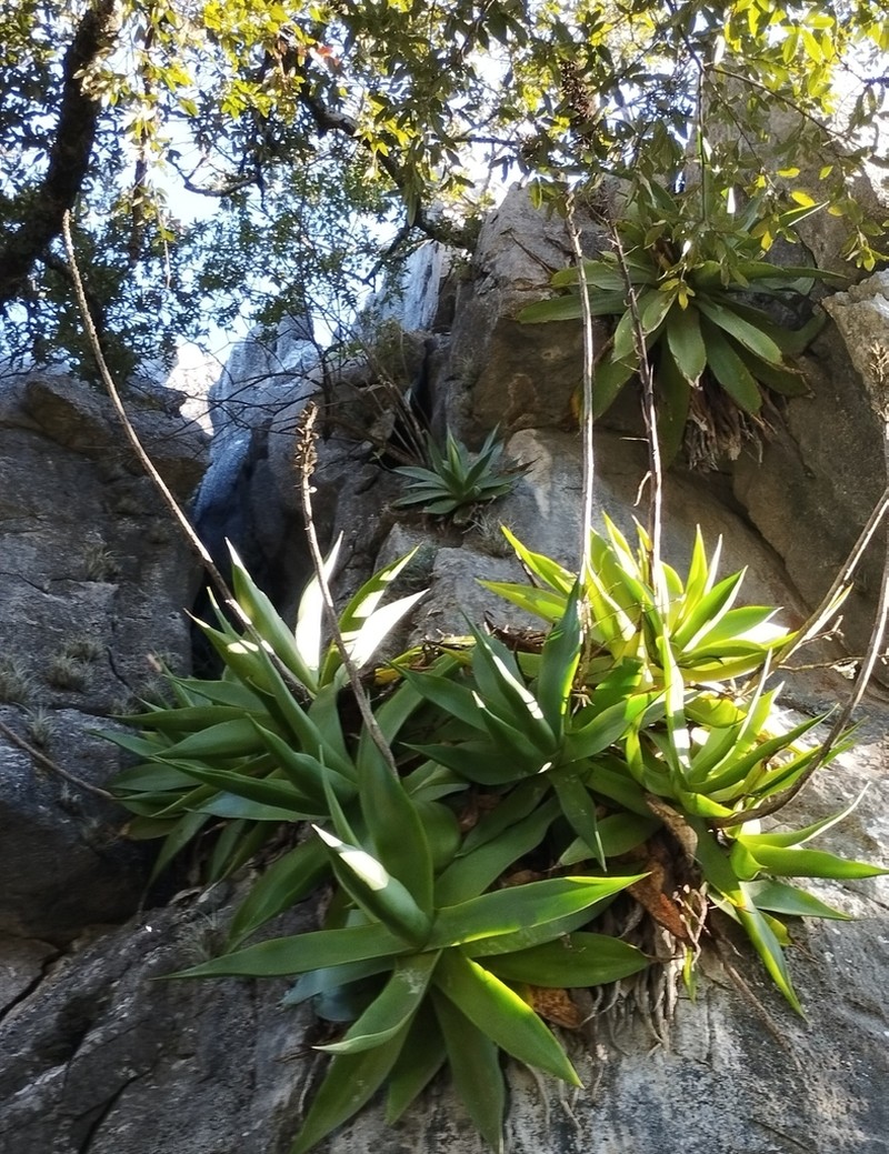Agave mitis photo 5