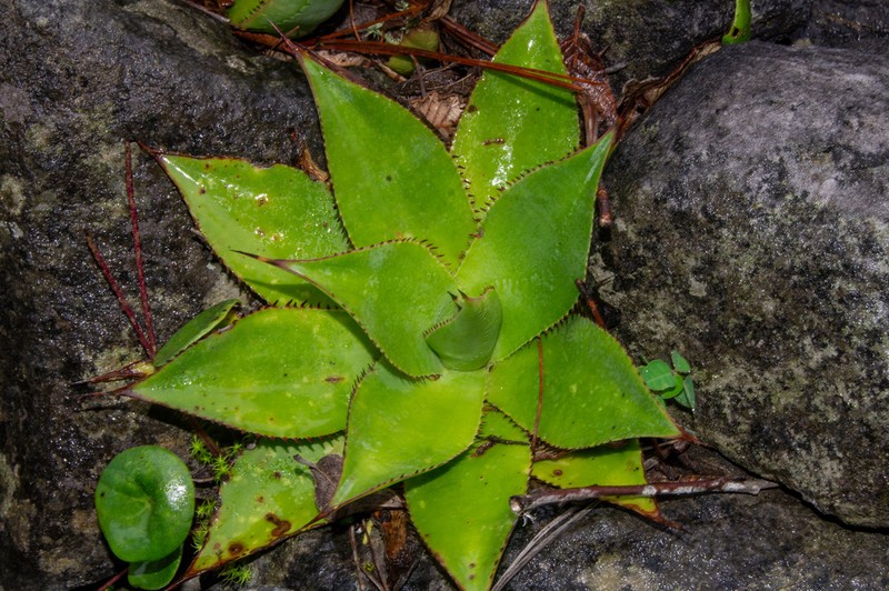 Agave mitis photo 6