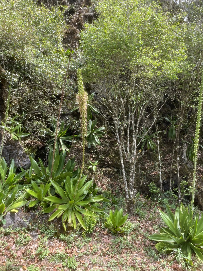 Agave mitis photo 7