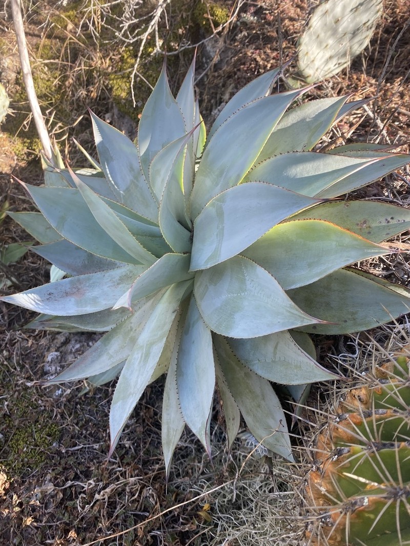Agave mitis photo 8