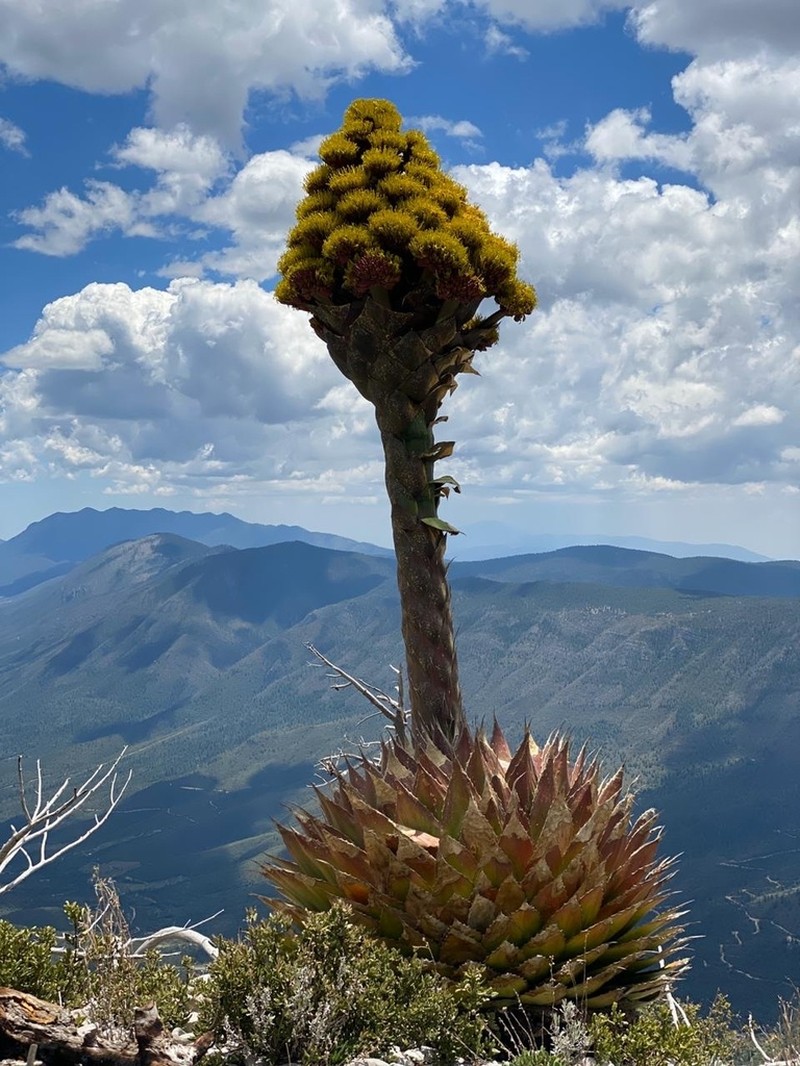 Agave montana