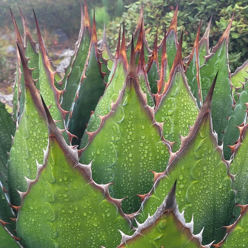 Agave montana photo 2