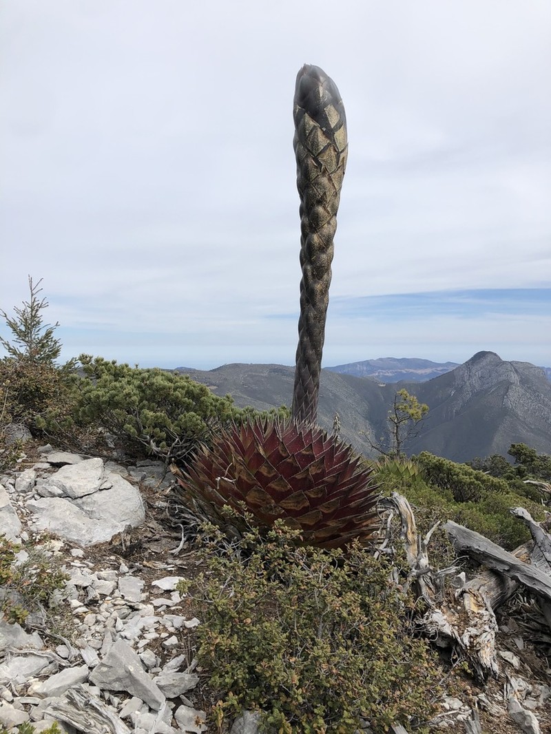 Agave montana photo 3