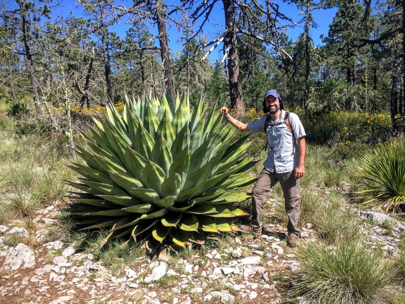 Agave montana photo 4
