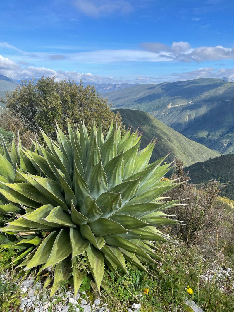 Agave montana photo 5