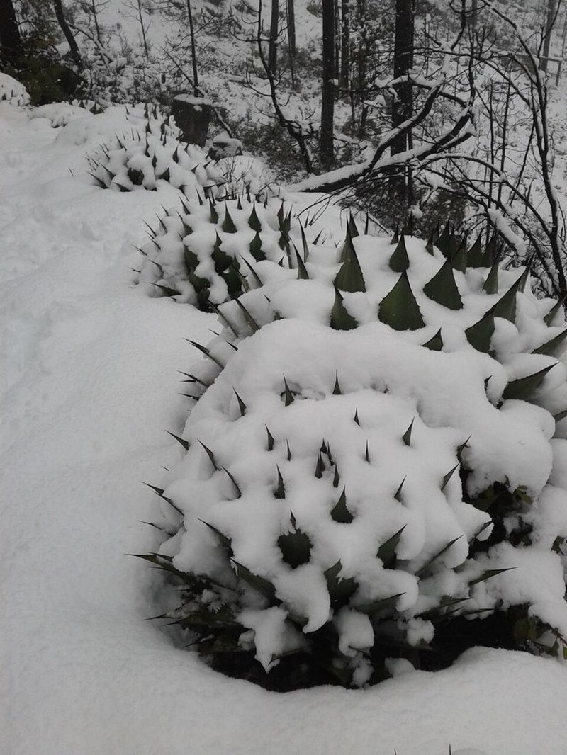 Agave montana photo 6