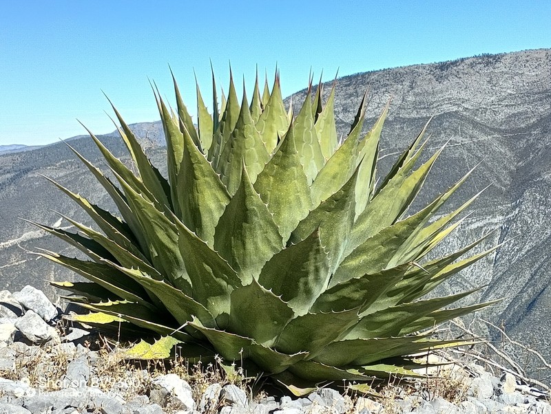 Agave montana photo 7