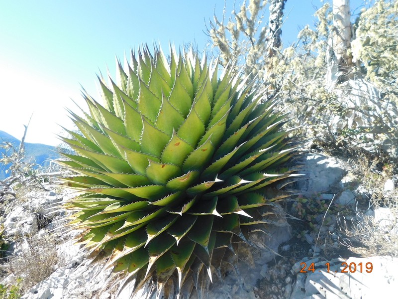 Agave montana photo 8