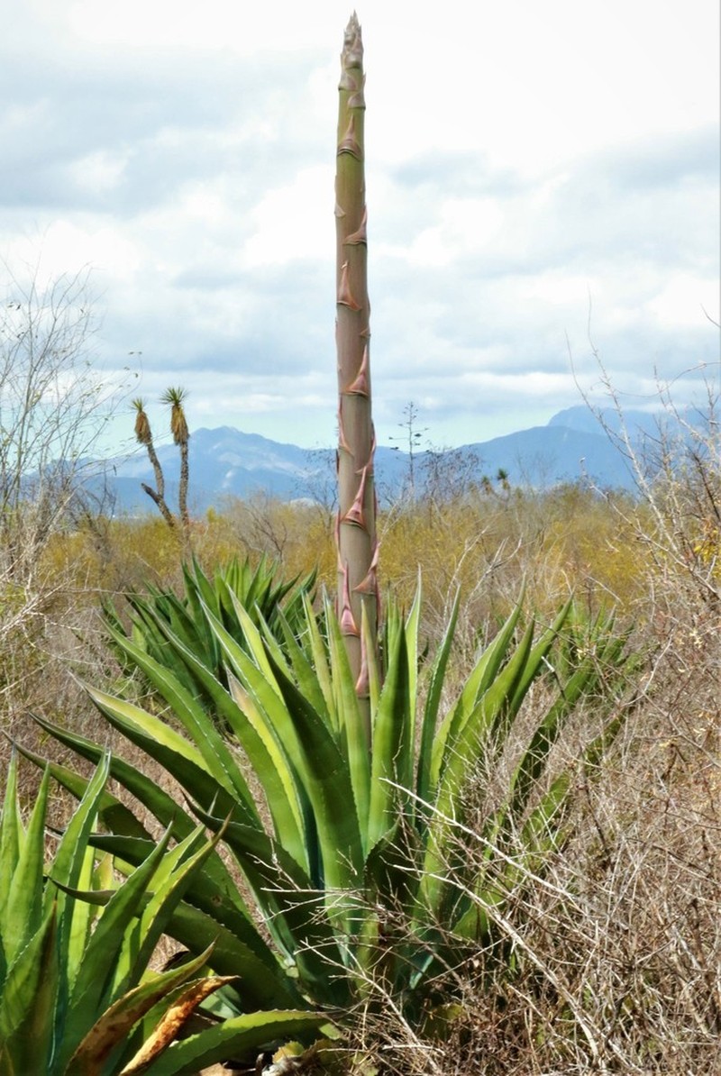 Agave montium-sancticaroli photo 2