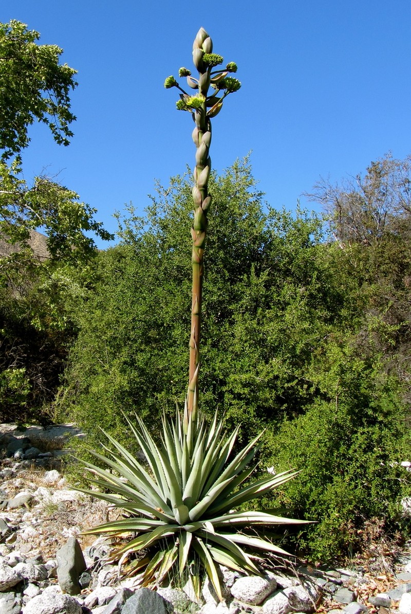 Agave moranii photo 2