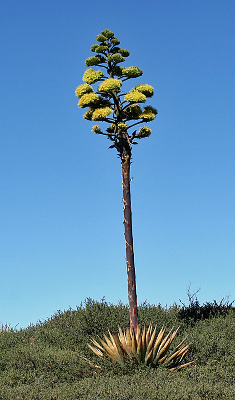 Agave moranii photo 3
