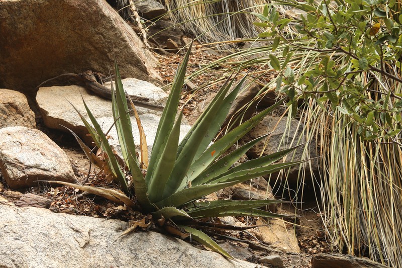 Agave moranii photo 4