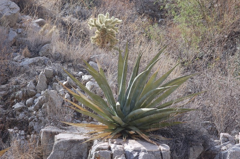 Agave moranii photo 5