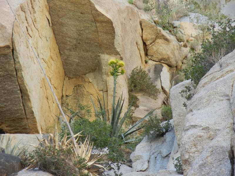 Agave moranii photo 6
