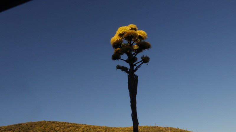 Agave moranii photo 7