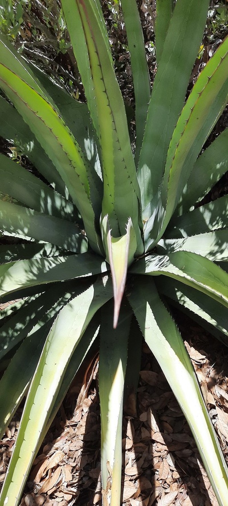 Agave moranii photo 8