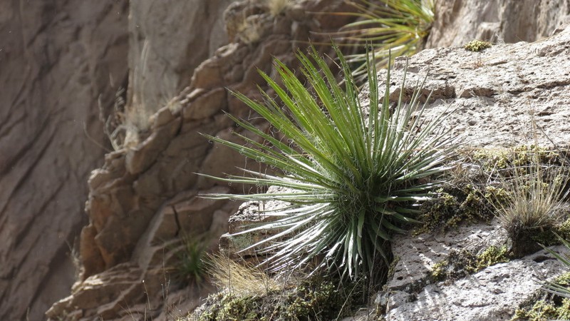Agave multifilifera photo 2