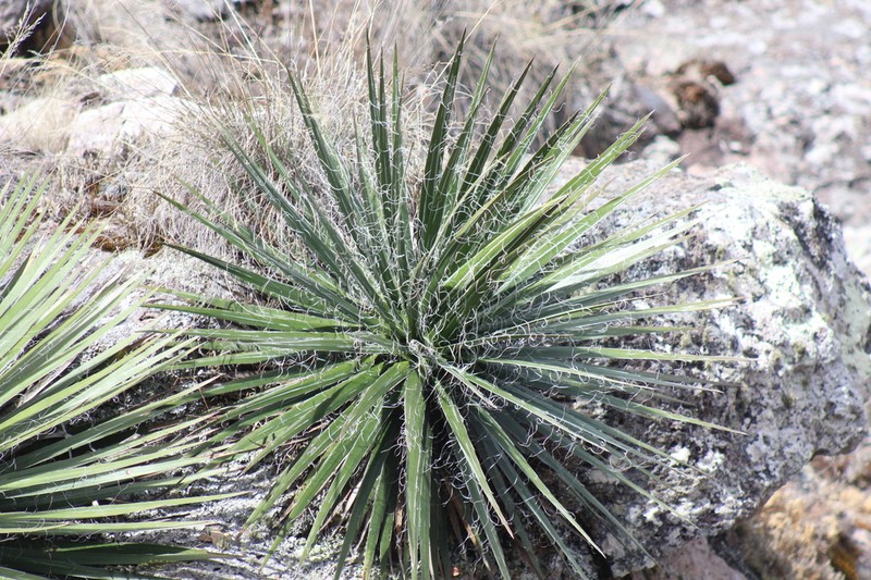 Agave multifilifera photo 3