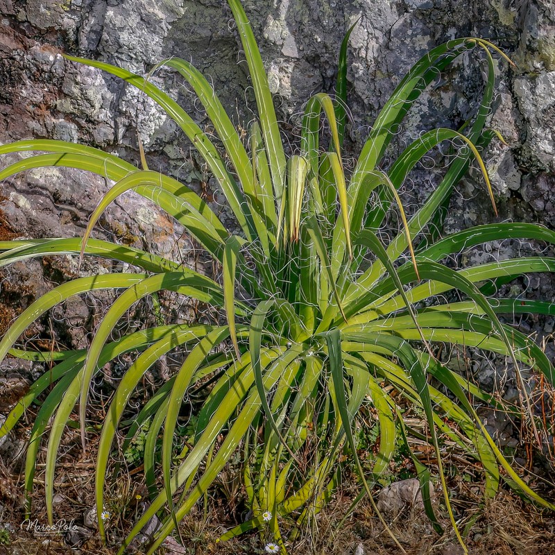 Agave multifilifera photo 4